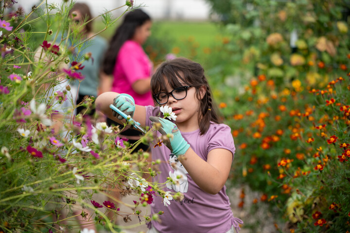 A girl in gloves carefully trims flowers in a vibrant garden, with other children working in the background.