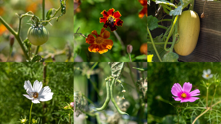 A collage of garden plants featuring tomatoes, marigolds, squash, cosmos flowers, and green beans.